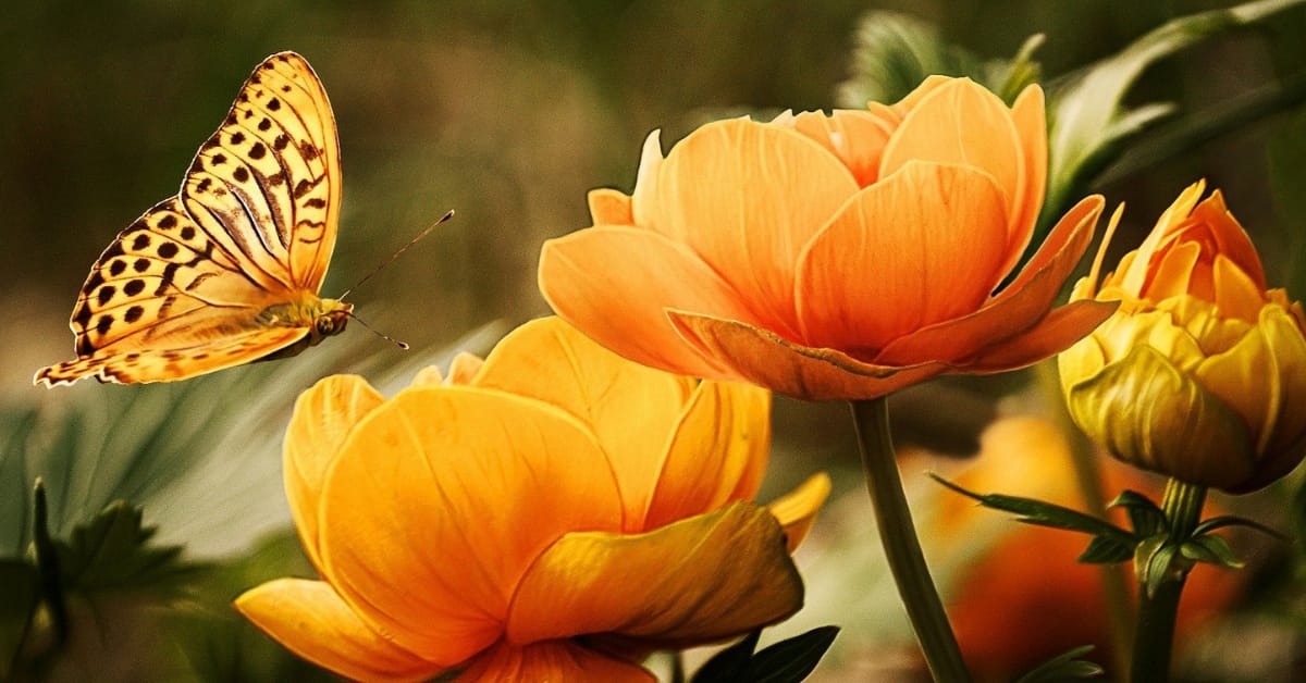 Butterfly Destroys the Roof on an Orlando Property! Would Your Homeowners Policy cover This?