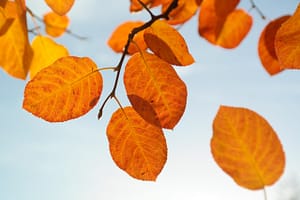 tampa popcorn removal for fall